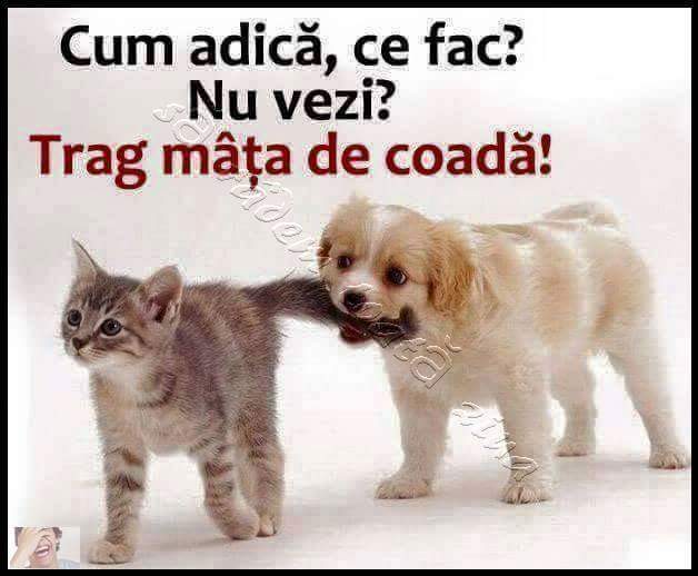 13962501_904303459681609_7104450681663708119_n