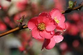 Roua diminetii si iubirea