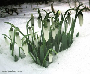 culoarea ghiocelului