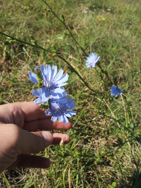 De dragul tău, Doamne, am înflorit!