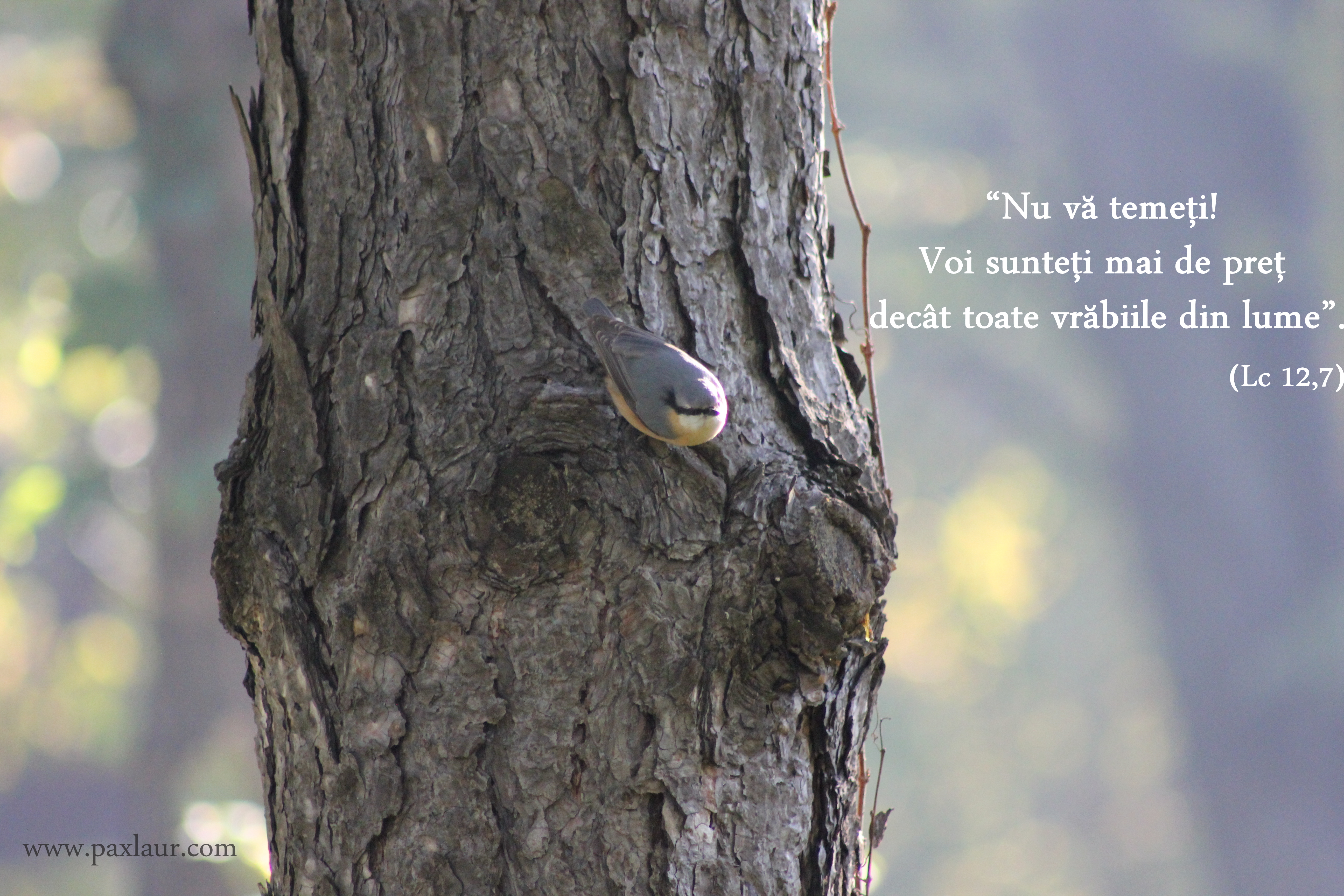 Voi valoraţi mai mult decât toate vrăbiile din lume!