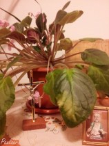 Poveste de dragoste_creatura isi imbratiseaza Creatorul