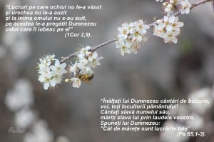 Frumusetea creatiei si a Creatorului