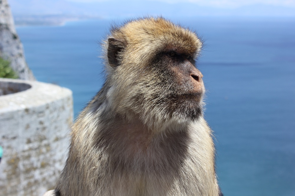 Maimuta_Gibraltar_3