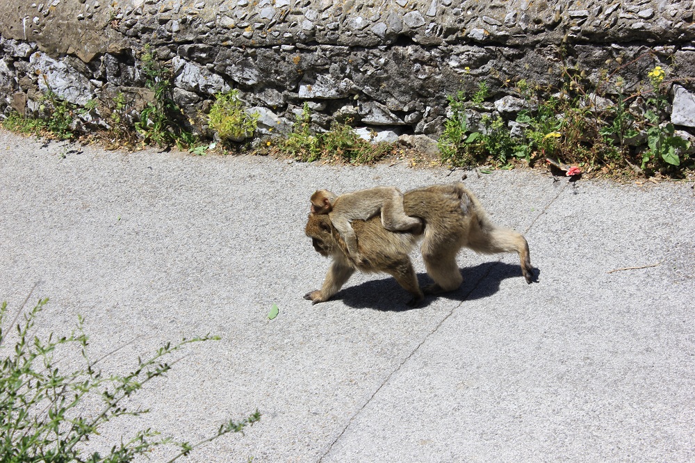 Maimuta_Gibraltar_4
