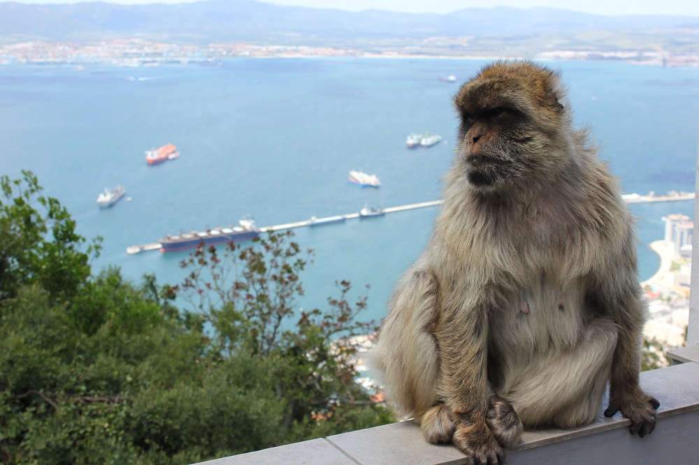Maimuta_Gibraltar_5