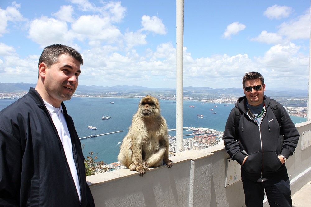 Maimuta_Gibraltar_6