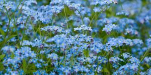 Forget-me-not.
