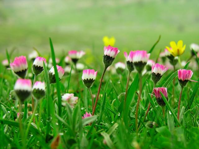 roua diminetii pe flori