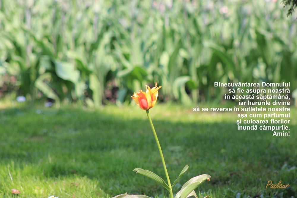 Inceput de saptamana