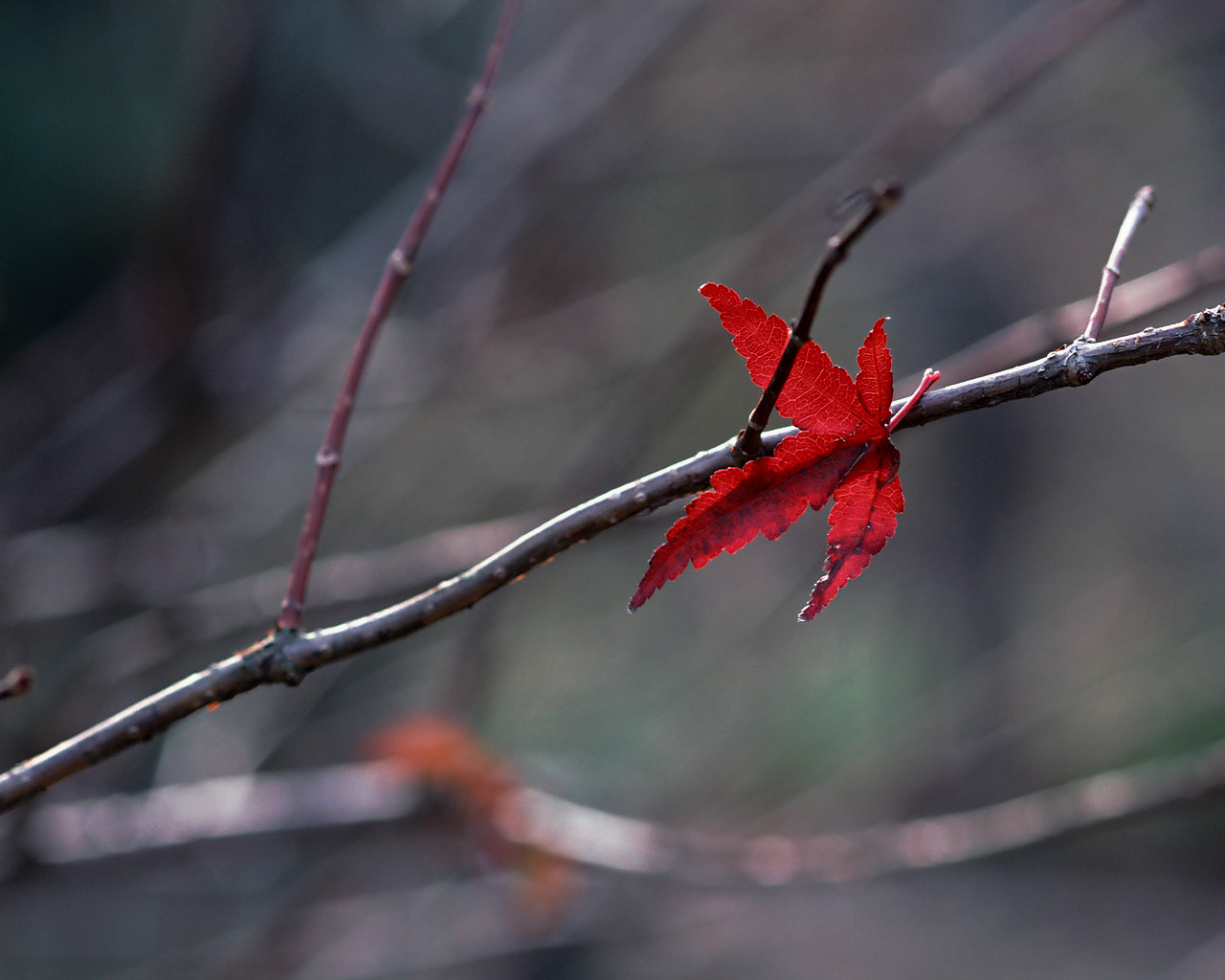 singuratate frunza toamna tacere liniste