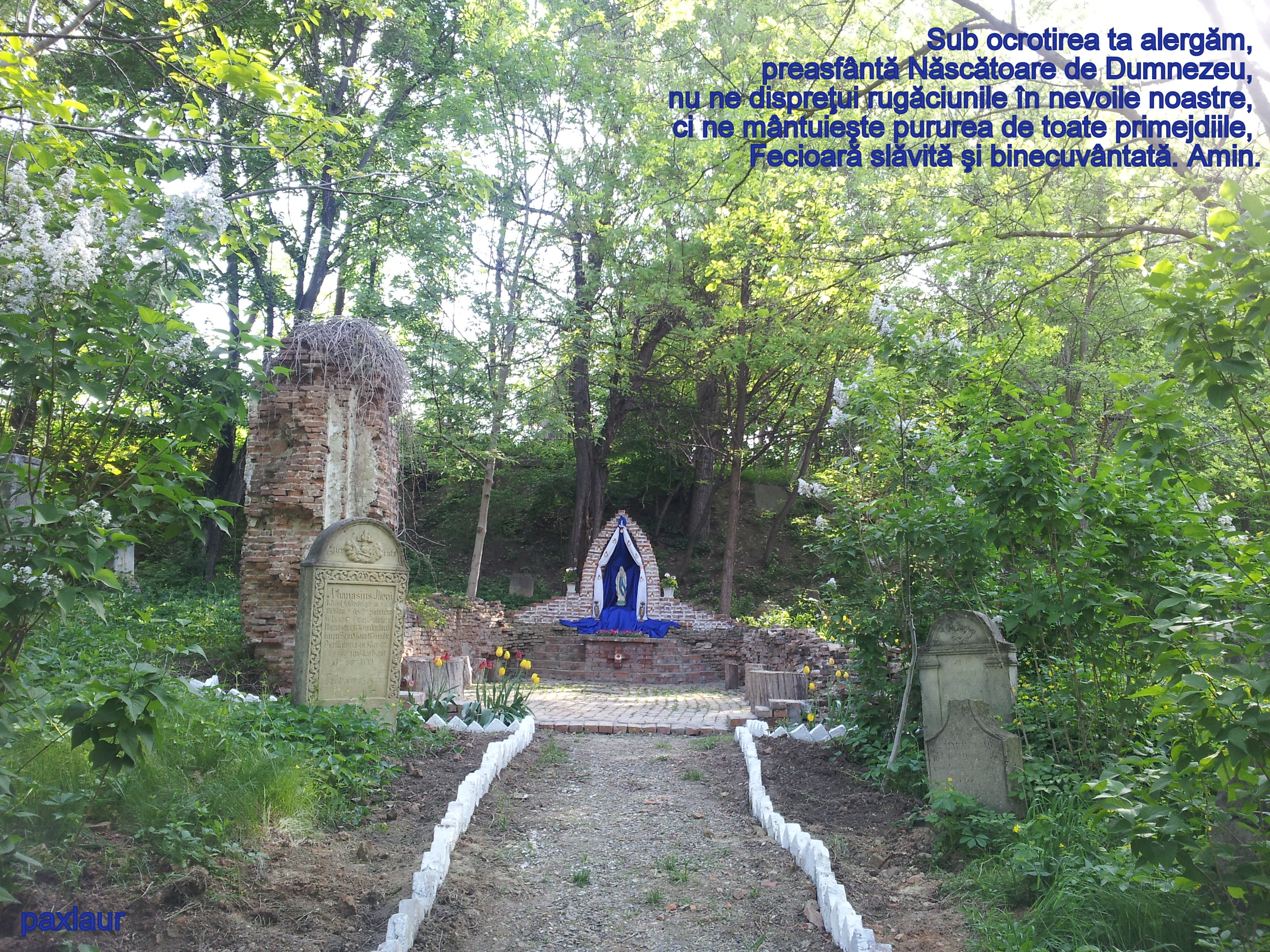 Tamaduitoarea bolnavilor