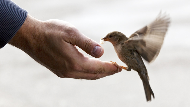 Gingasia celor mici_generozitate