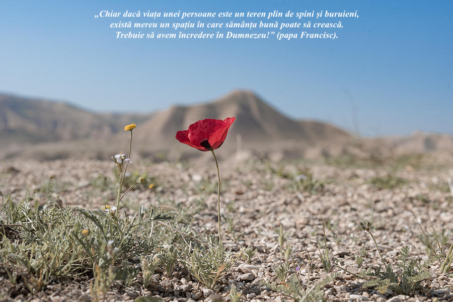 floare in desert_speranta